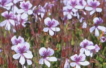 Pelargonium betulinum