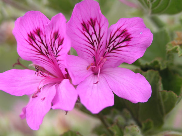 Pelargonium cucullatum