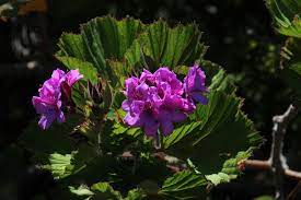 Pelargonium cucullatum