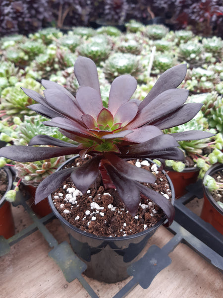 Aeonium 'Poldark'