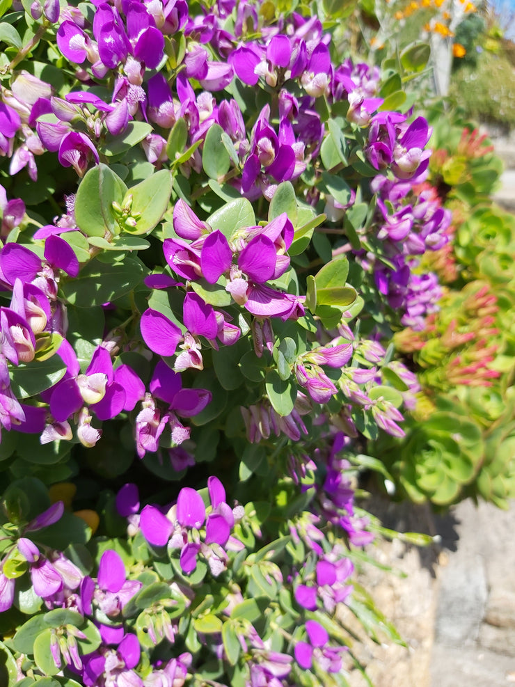 Polygala fruticosa 'Africana' Penberth Plants
