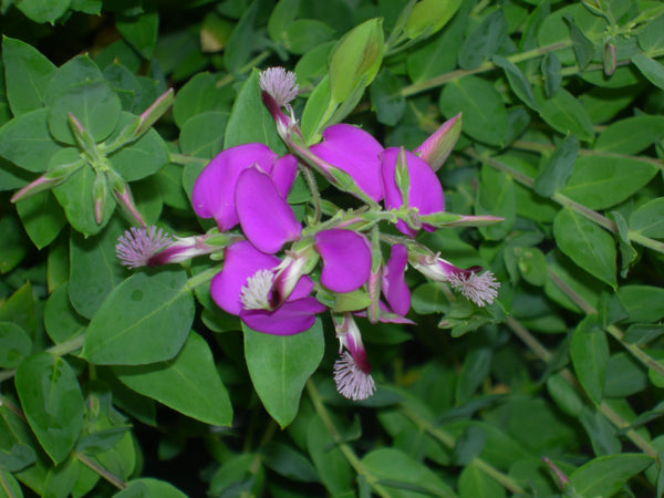 Polygala fruticosa 'Africana'