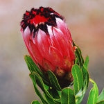 Protea nerifolia