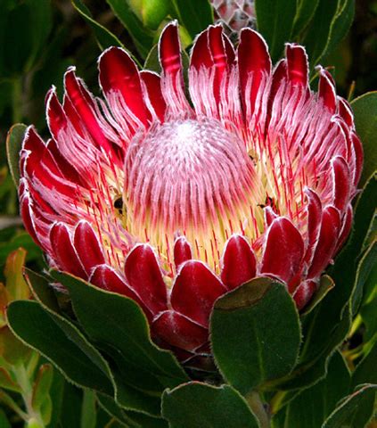 Protea obtusifolia