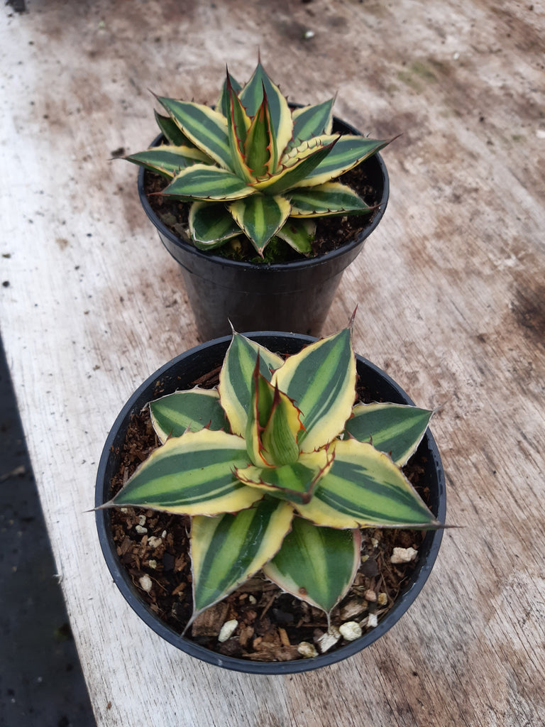 Agave lophantha 'Quadricolor' – Penberth Plants