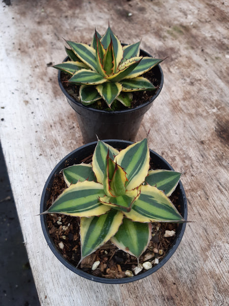 Agave lophantha 'Quadricolor'