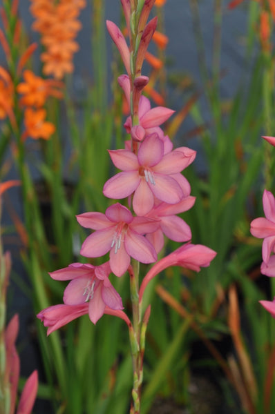 Watsonia 'Salmon Pink'