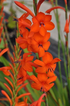 Watsonia 'Tresco Orange'