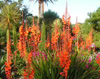 Watsonia 'Tresco Bright Pink'