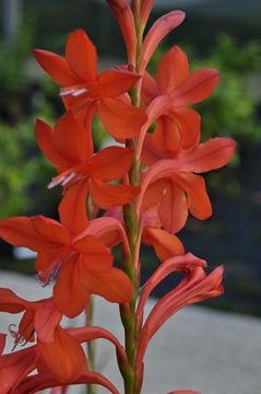 Watsonia 'Tresco Burnt Orange'