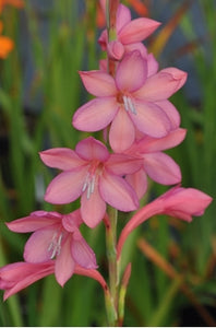 Watsonia 'Salmon Pink'