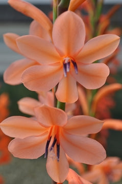 Watsonia 'Tresco hybrids'