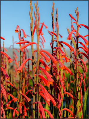 Watsonia aletroides