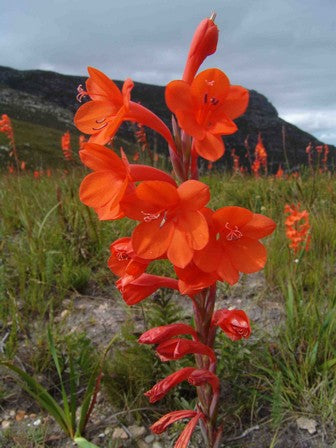 Watsonia beatricis