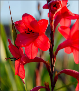 Watsonia 'Special Red'