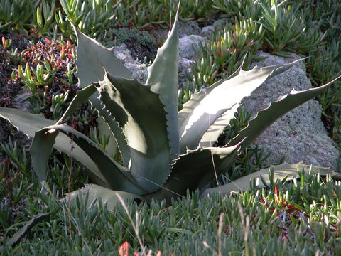 Agave americana 'Century plant'