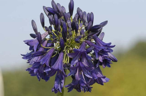 Agapanthus Purple Emperor