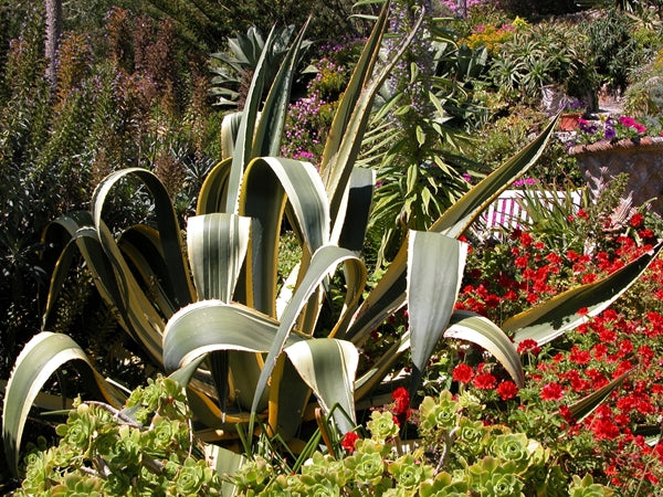 Agave americana variegata