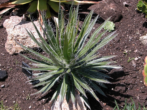Agave filafera