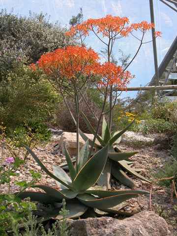 Aloe striata