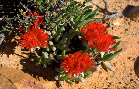 Cepholophyllum alstonii