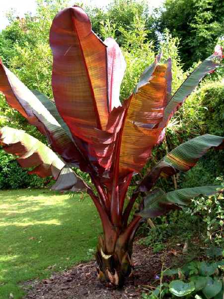 Ensete ventricosum Maurelii