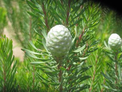 Leucadendron galpinii