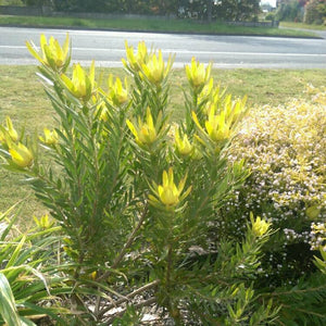 Leucadendron laureolum