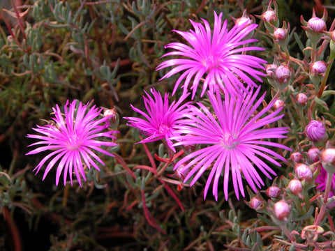 Lampranthus 'Double Lilac'