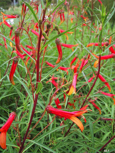 Lobelia laxiflora angustifolia