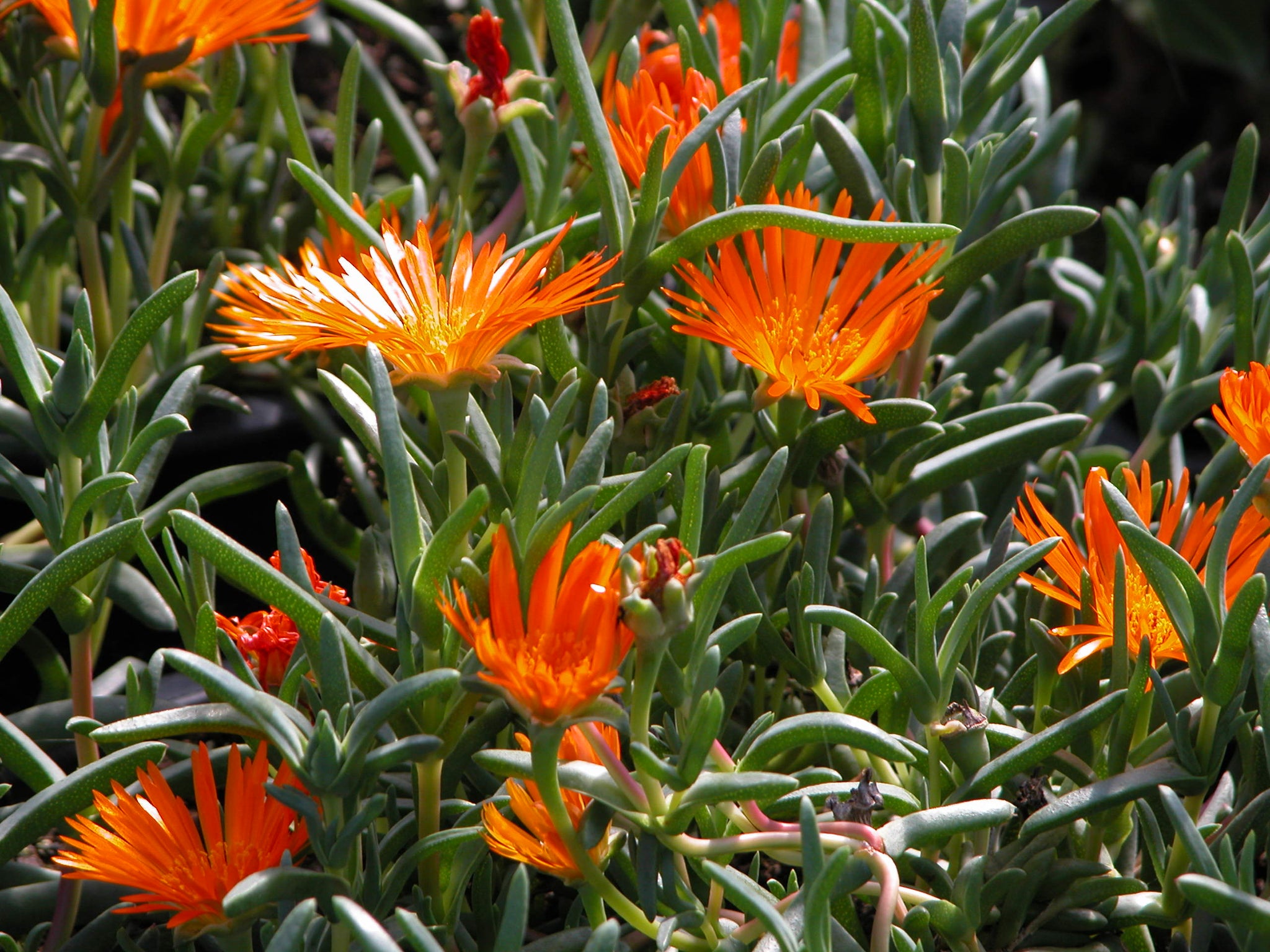 Lampranthus 'Orange'