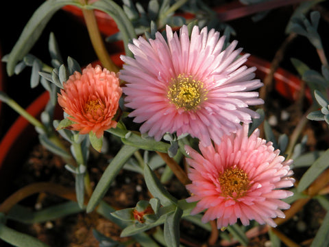 Lampranthus 'Peach'