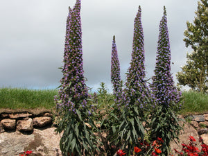 Echium pininana