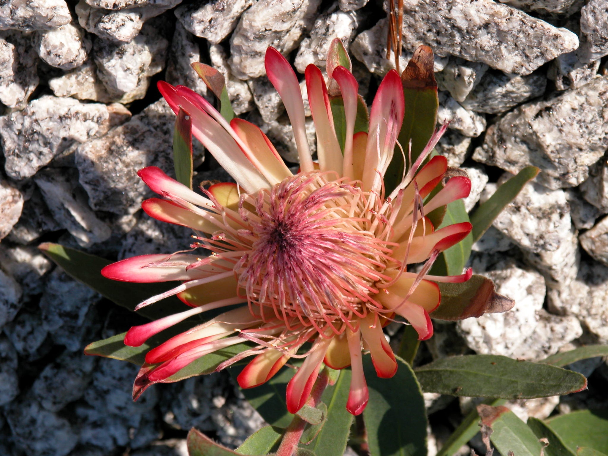 Protea eximea