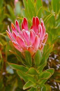 Protea compacta