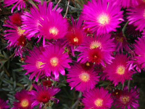 Lampranthus 'Purple'