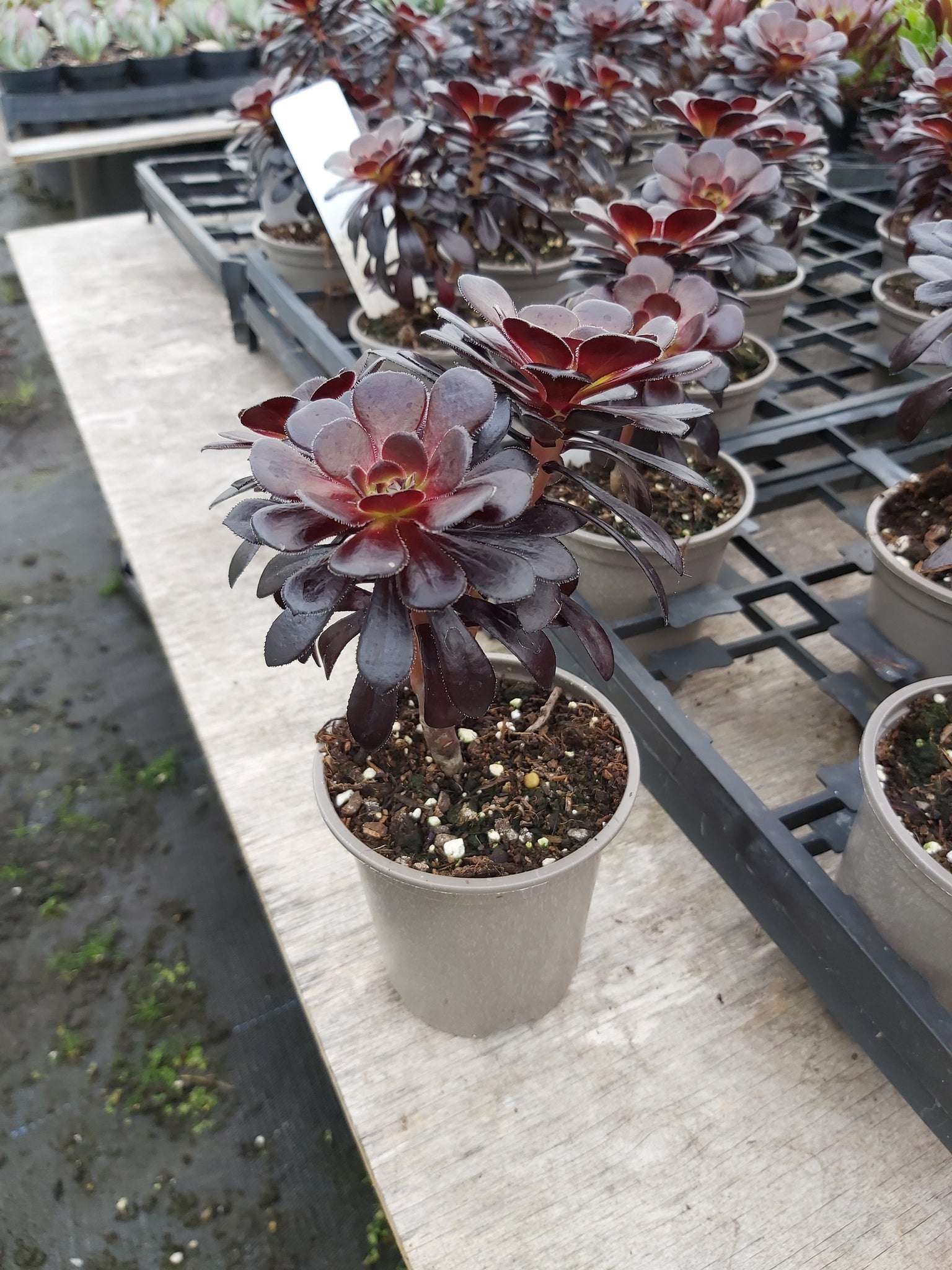 Aeonium Zwartkop