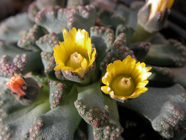Titanopsis calcarea