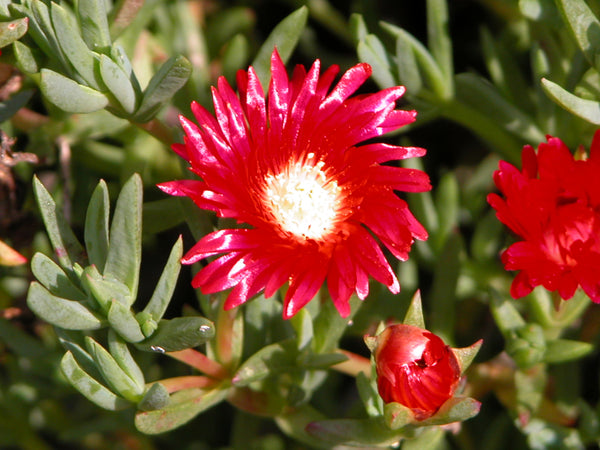 Lampranthus 'Tresco Fire'