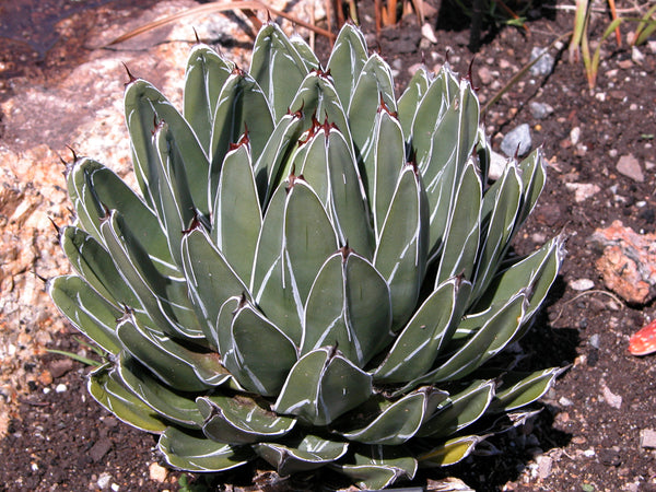 Agave victoriae-reginae