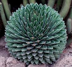 Agave victoriae-reginae
