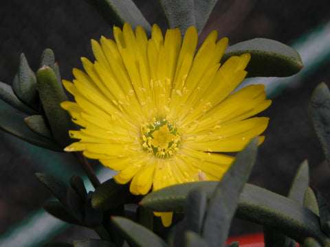 Lampranthus 'Yellow'